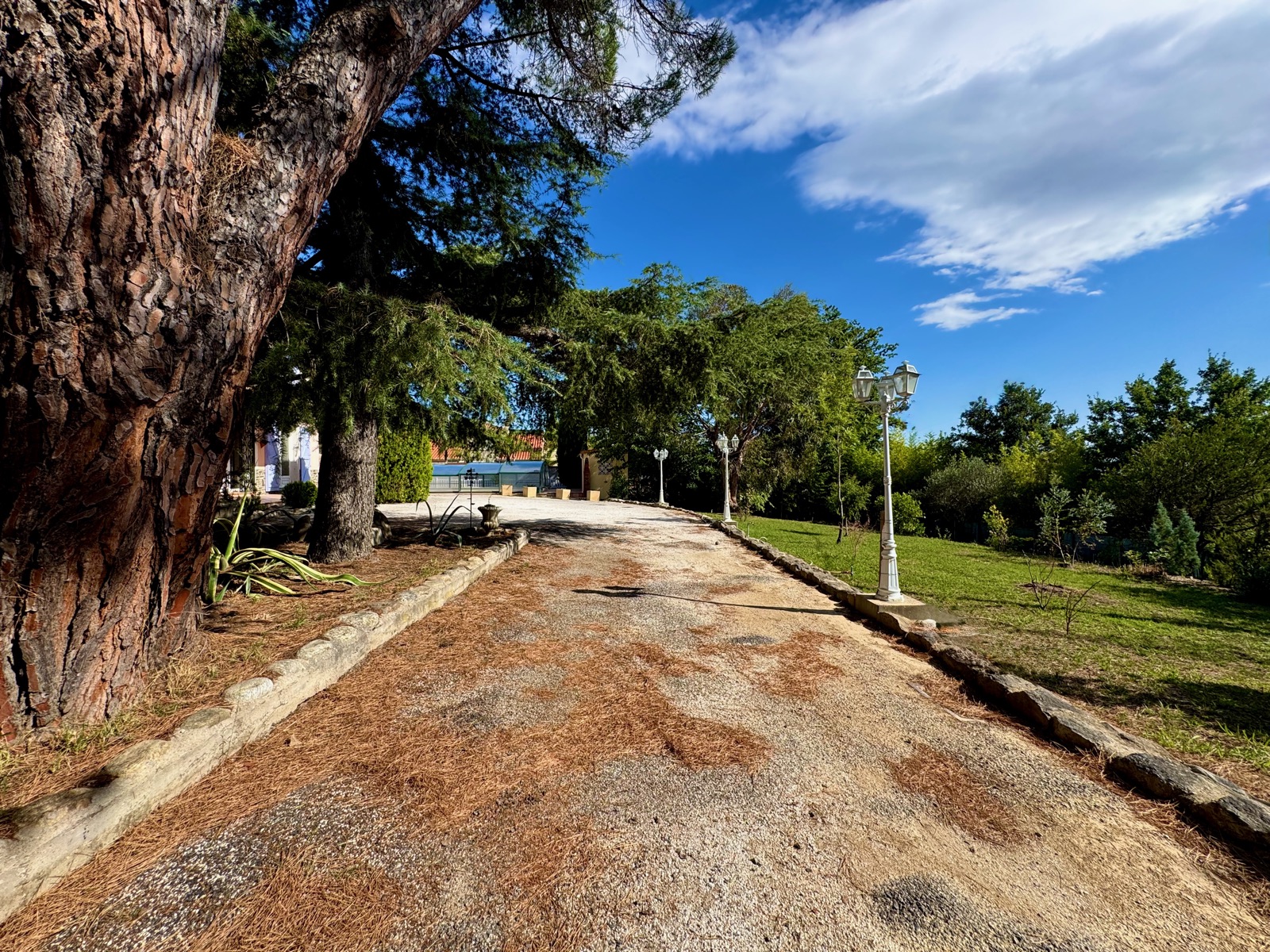 L'allée sous les grands arbres
